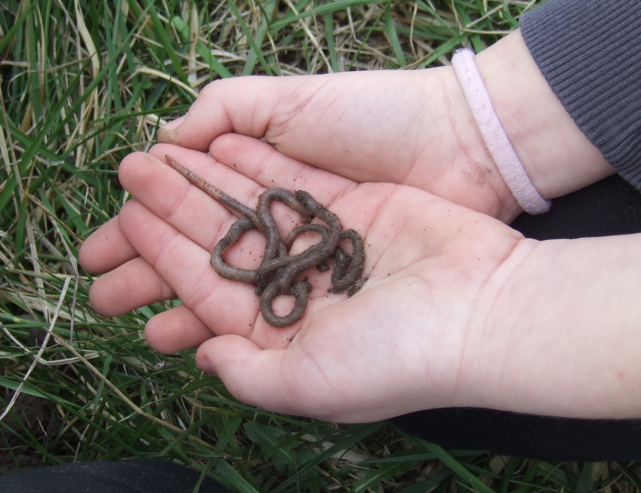 A seregélyesiek kukacoskodtak egy jót! 